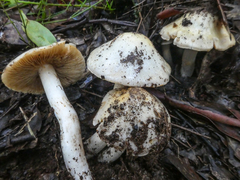 Cortinarius austroalbidus