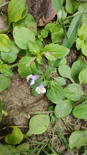 Asian mazus