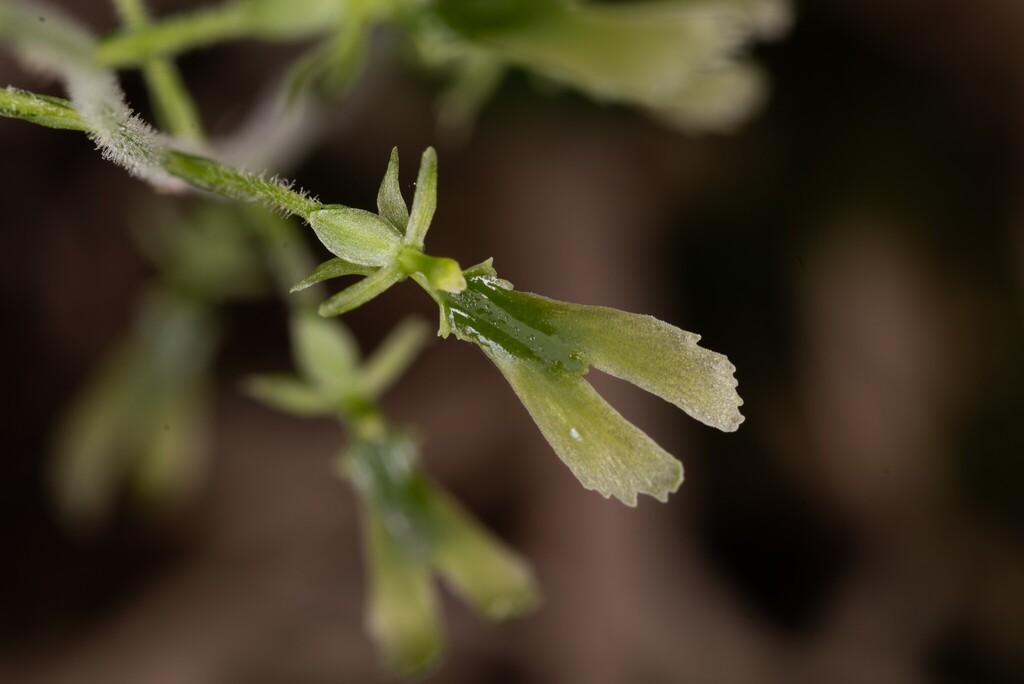 Neottia microauriculata