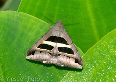 Grammodes