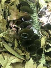 Fungi