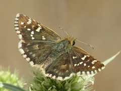 Pyrgus onopordi