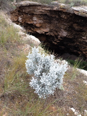 Maireana sedifolia, photograph (c) Em Lamond, some rights reserved (CC BY)