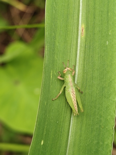 Short-winged Rice Grasshopper