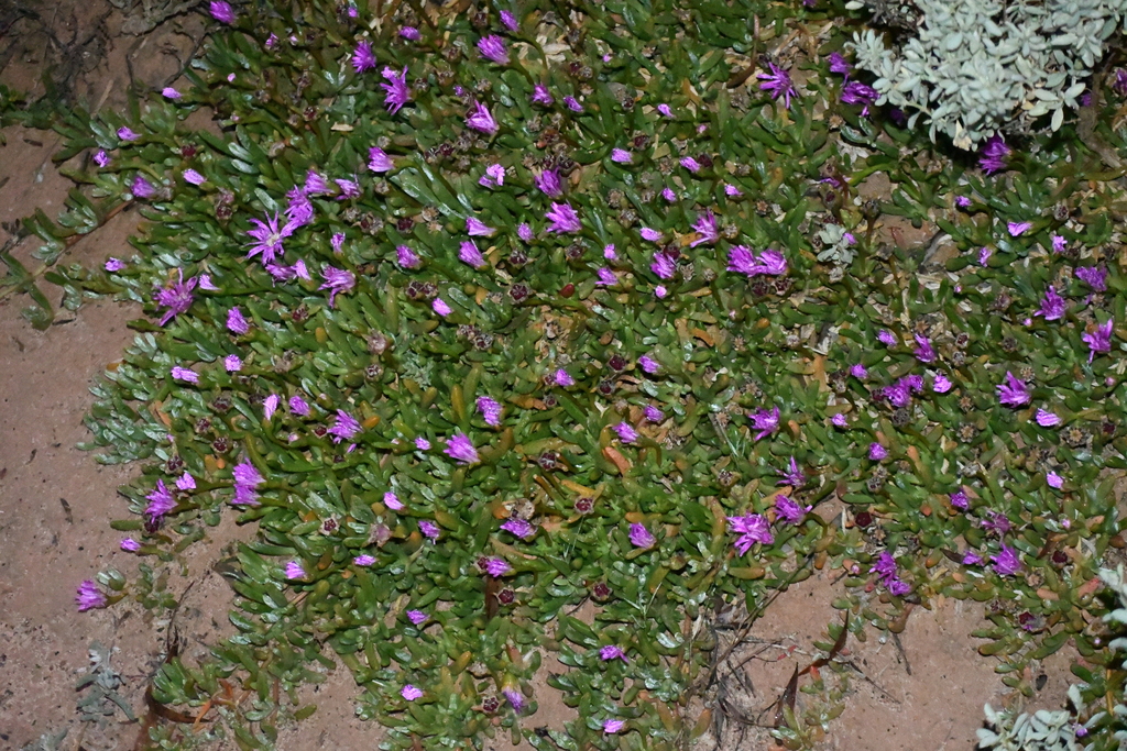 Disphyma crassifolium; photograph (c) Em Lamond, some rights reserved (CC BY)