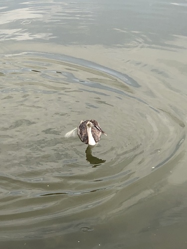 Great Crested Grebe