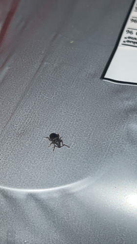 Strawberry Root Weevil