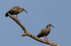 Theristicus caerulescens