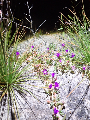 Disphyma crassifolium, photograph 5