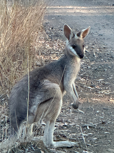 Whiptail Wallaby