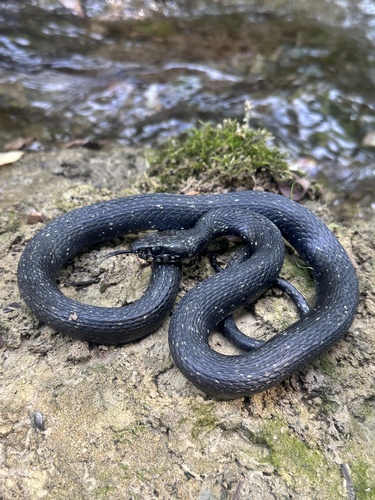 Italian barred grass snake