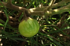 Solanum viarum, photograph (c) Greg Tasney, some rights reserved (CC BY-SA)