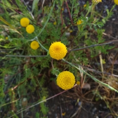 Anacyclus valentinus