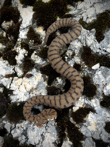 Vipera aspis francisciredi