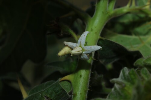 Solanum viarum, photograph 5