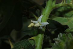 Solanum viarum, photograph (c) Greg Tasney, some rights reserved (CC BY-SA)