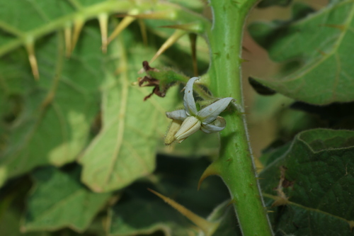 Solanum viarum, photograph 4
