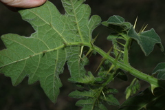 Solanum viarum, photograph (c) Greg Tasney, some rights reserved (CC BY-SA)