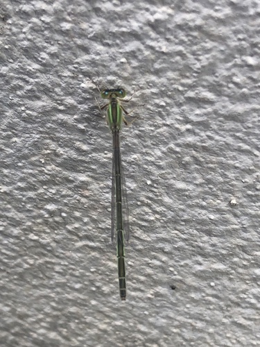 Common Bluetail