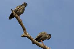 Theristicus caerulescens