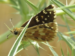 Pyrgus onopordi