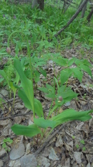 Allium microdictyon