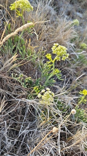rock samphire