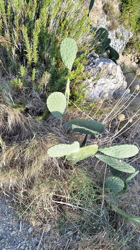 Indian fig opuntia