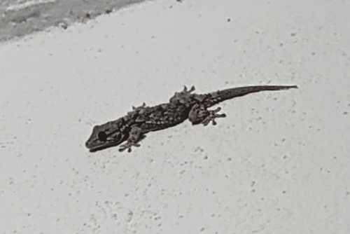 Moorish Gecko