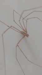Pholcus phalangioides