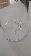 Pholcus phalangioides