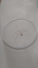Pholcus phalangioides