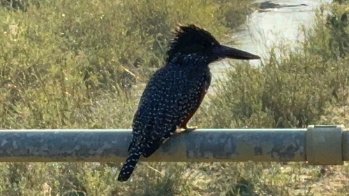 iNaturalist image