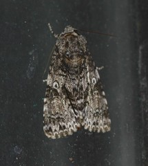 Turnerinycta phaeocosma