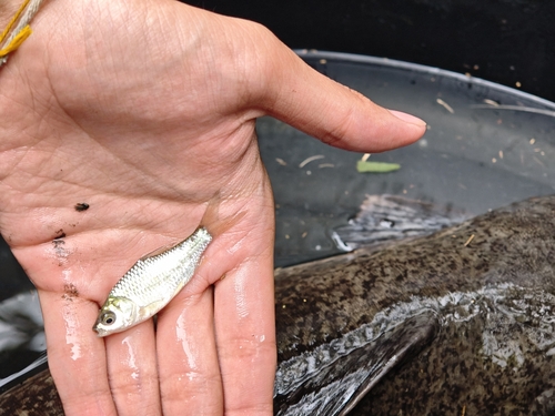 Java Barb