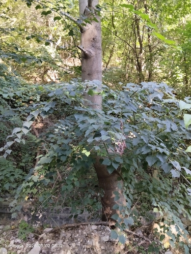 Acer davidii observed 2026-09-02