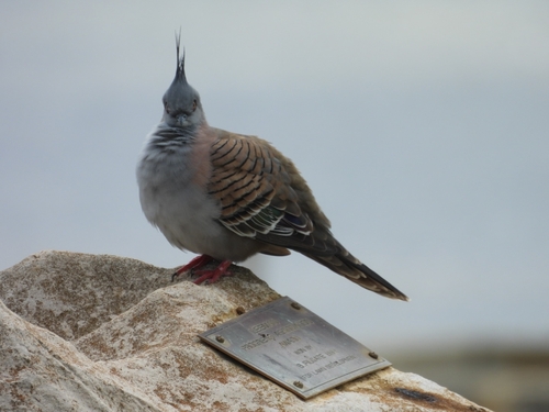 Crested Pigeon