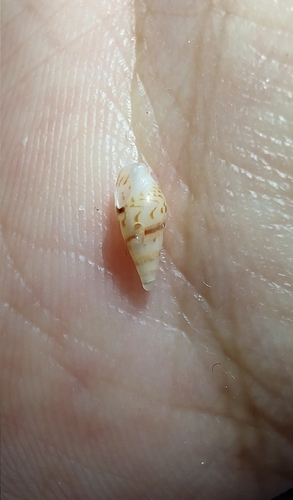 Mazatlania fulgurata, 2026-08-23