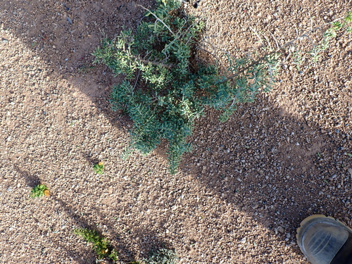 Nitraria billardierei