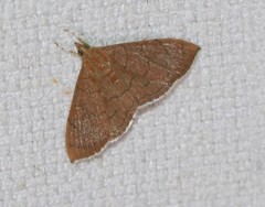 Hyalobathra