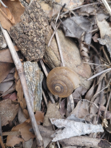 Siamese Common Snail