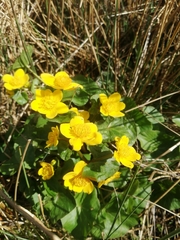 Caltha palustris palustris