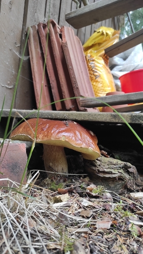 King Bolete