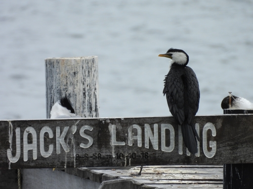 Little Pied Cormorant