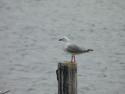 Silver Gull