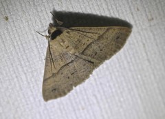 Ophyx eurrhoa