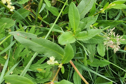 Koenigia divaricata