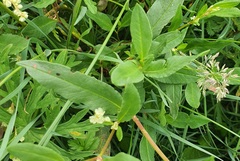 Koenigia divaricata