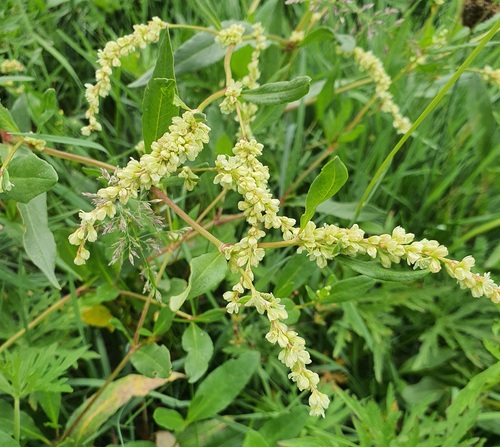 Koenigia divaricata, photograph 1