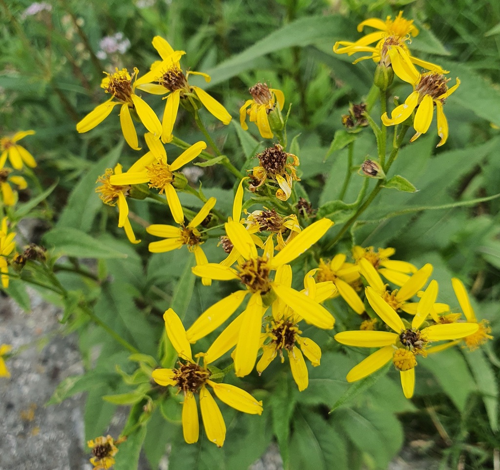Senecio nemorensis; photograph (c) Urgamal Magsar, some rights reserved (CC BY)